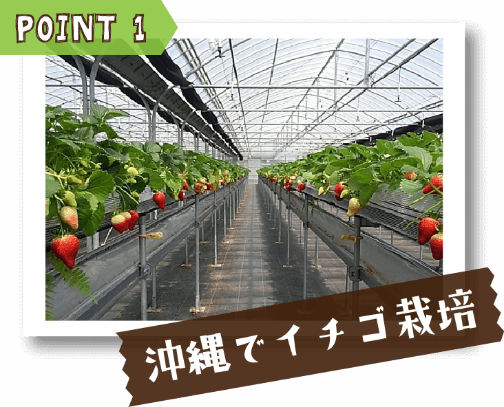沖縄でイチゴ栽培