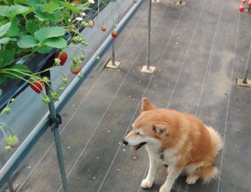 16mon〜23sun🍓picking