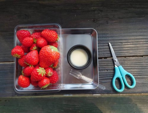 3/23(月)〜3/29(日)のイチゴ狩り営業予定