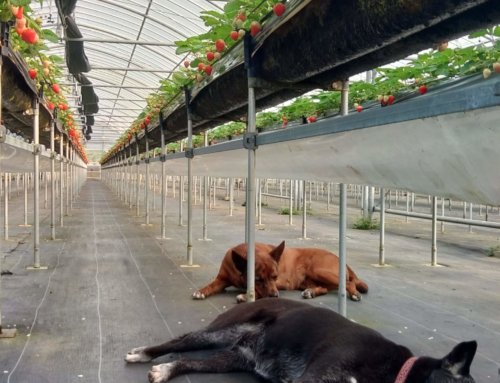 3/27(金)～29(日)のイチゴ狩り営業予定