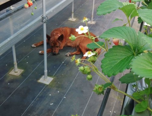 3/21(土)、22(日)のイチゴ狩り営業予定