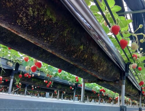 3/30(月)〜4/5(日)のイチゴ狩り営業予定