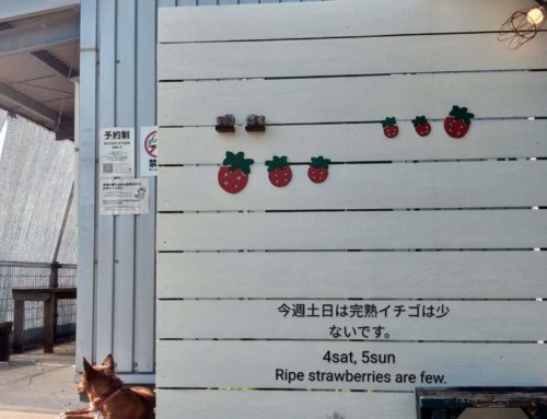4/4(土), 5(日)のイチゴ狩り営業予定