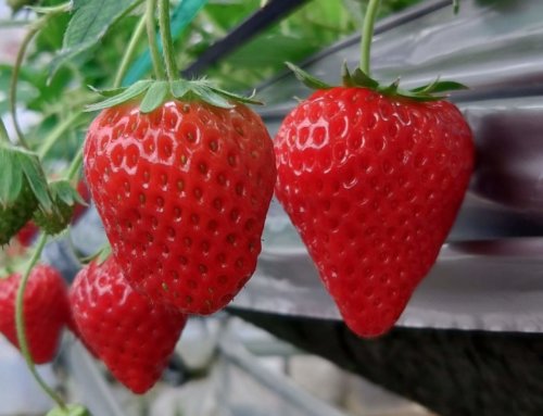 4/13(月)〜4/19(日)のイチゴ狩り営業予定